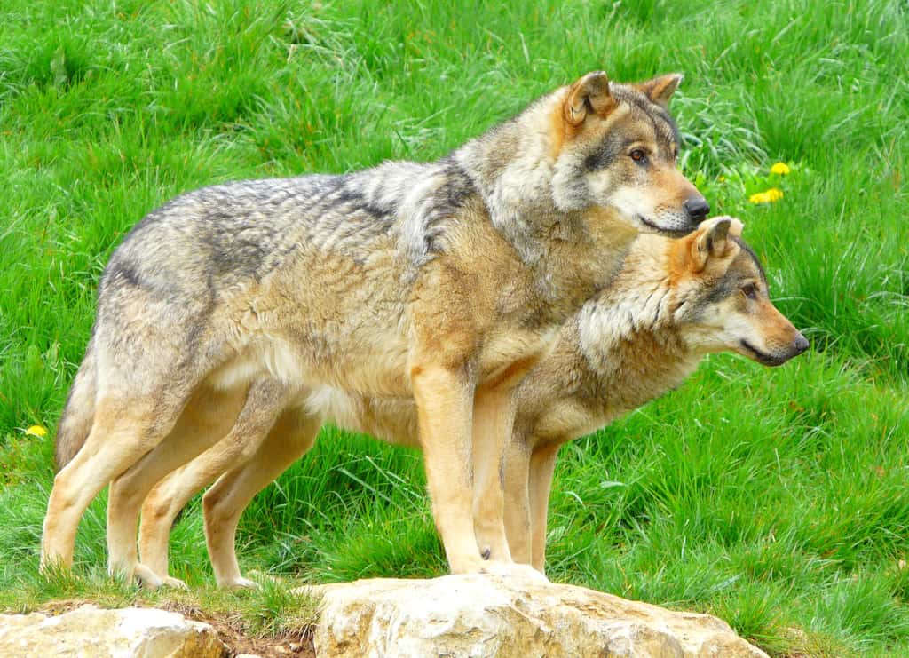 Définition Loup gris Canis lupus